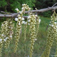 Lepisanthes tetraphylla var. tetraphylla (Vahl) Radlk.